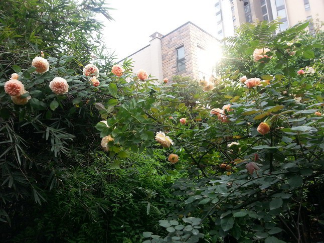 20150427_165549_��С��С.jpg