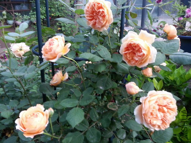 20150428_062655_��С��С.jpg