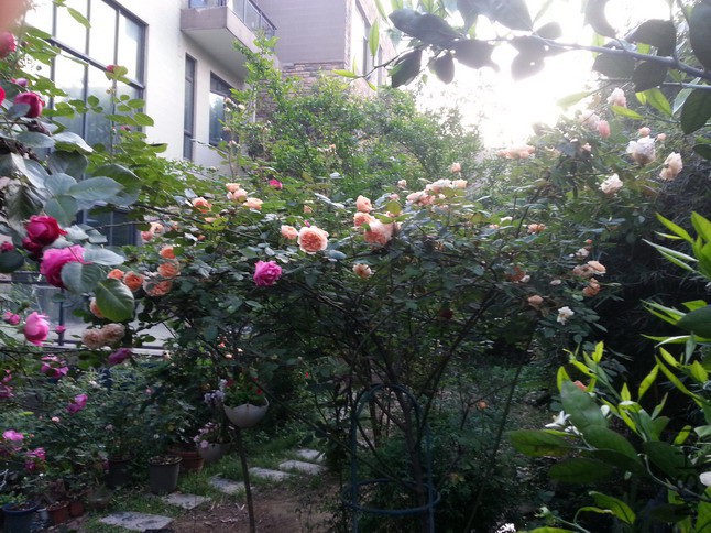 20150428_062911_��С��С.jpg