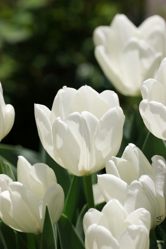 _MG_7388.JPG