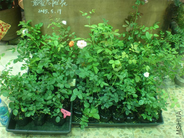 P1019015.JPG