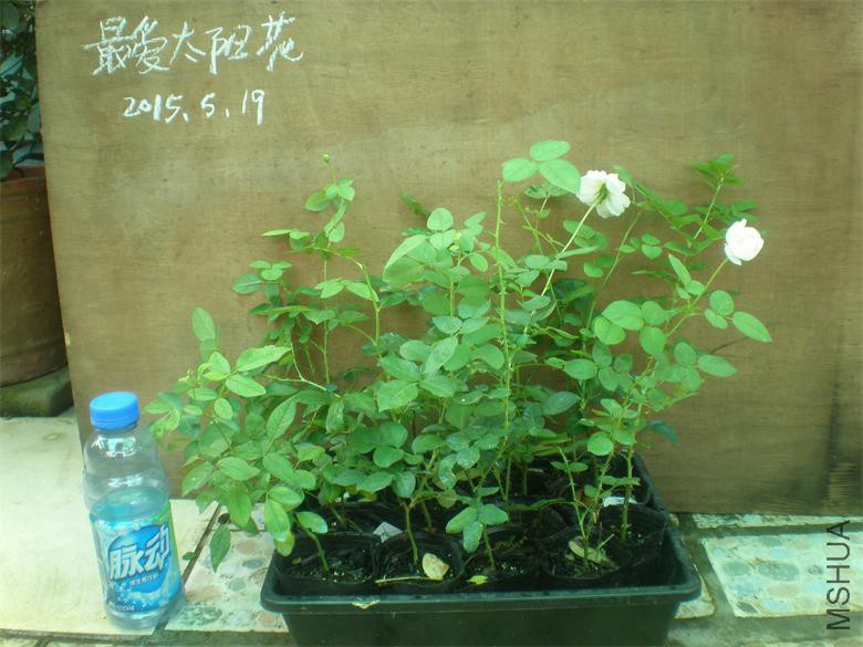 P1019009.JPG