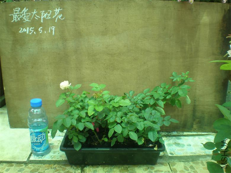 P1019011.JPG