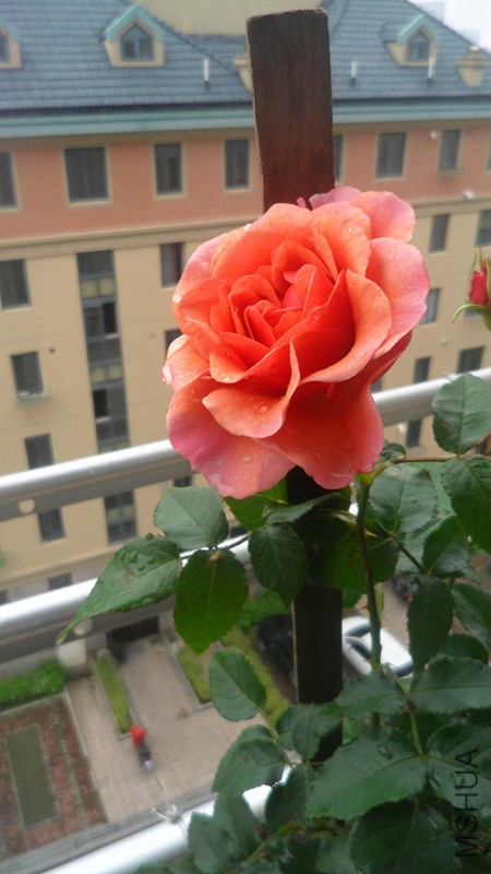 SAM_3340_����.jpg