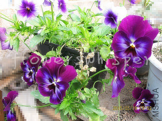 IMG_6451_����.jpg