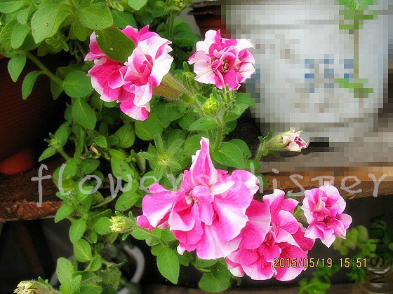 IMG_6449_����.jpg