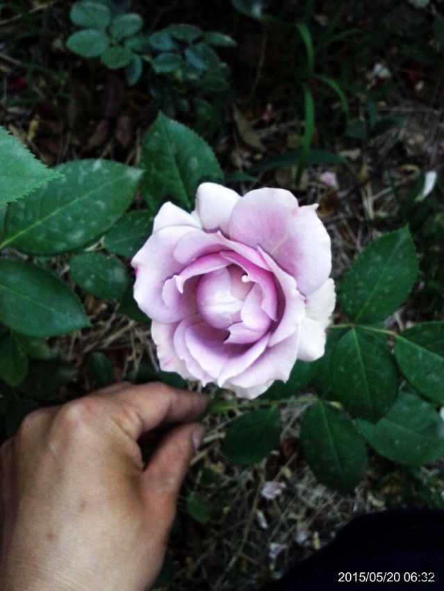 C360_2015-05-20-06-32-00-080.jpg