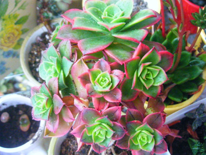 DSCF1075_����.jpg