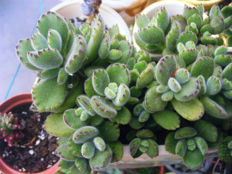 DSCF1078_����.jpg