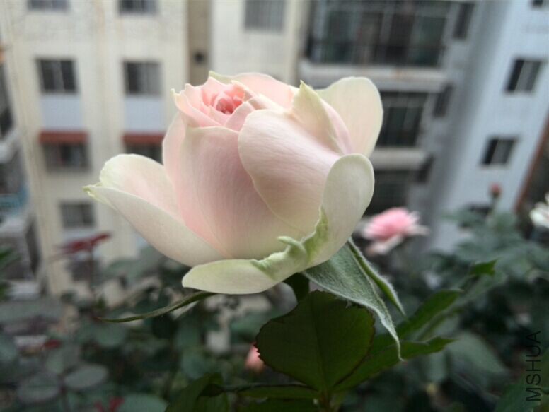 QQͼƬ20150520153915.jpg