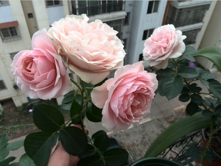 QQͼƬ20150520154256.jpg