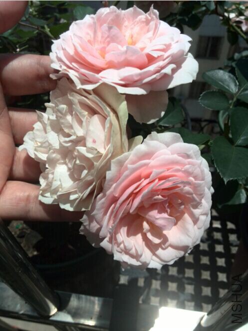 QQͼƬ20150520154432.jpg