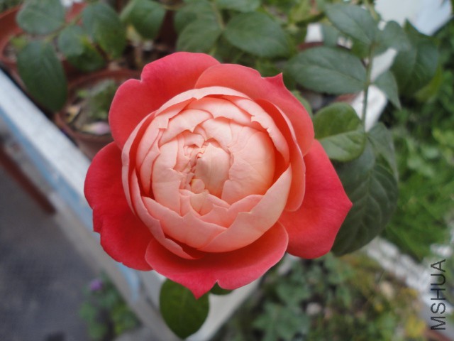 DSC00083.JPG