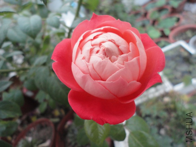 DSC00084.JPG