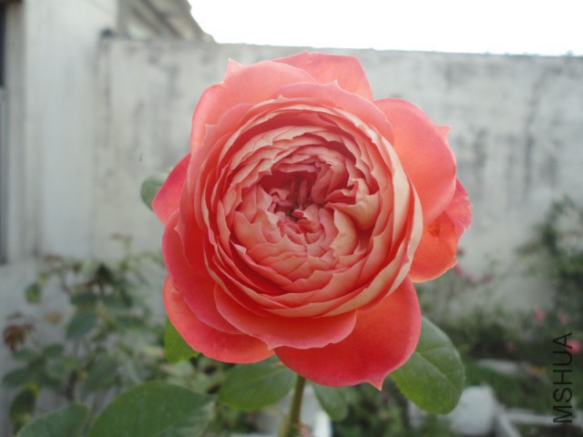 DSC00075.JPG