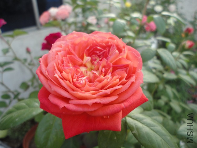 DSC00002.JPG