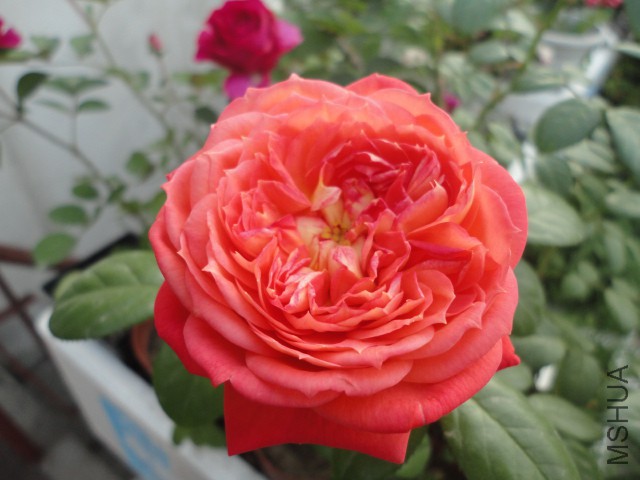 DSC00003.JPG