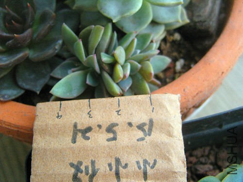 SNV12872_����.jpg