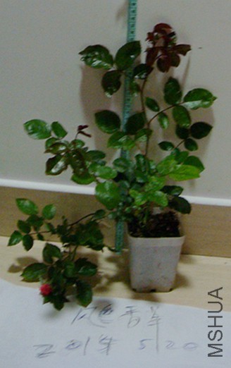 DSC06545.JPG