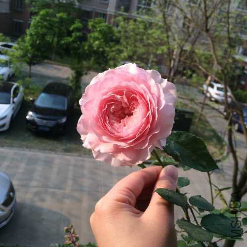 image.jpg