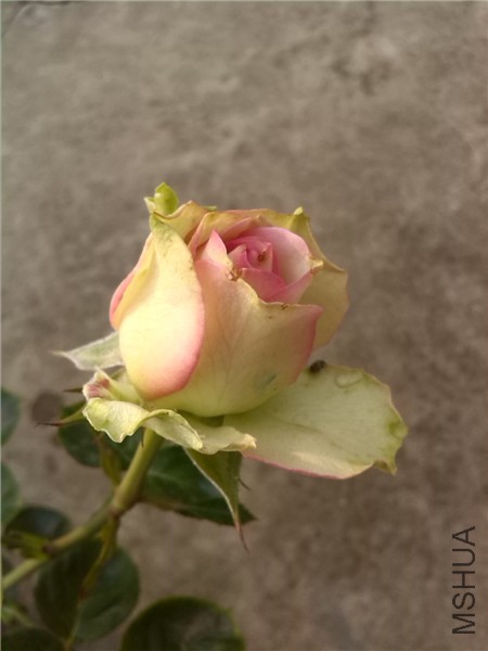 �Ŷ��Ƶ��� Antique��Korudana -1.jpg
