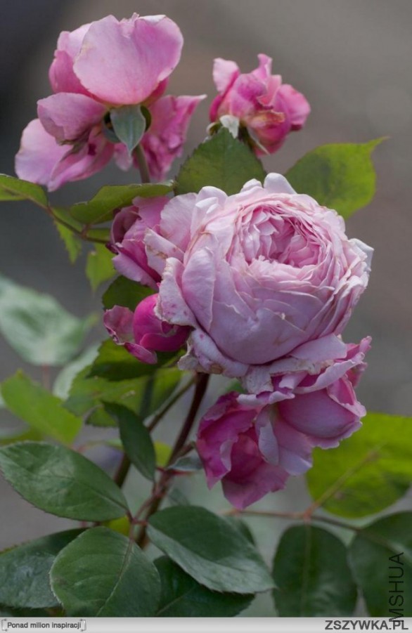 brother-cadfael-rose.jpg