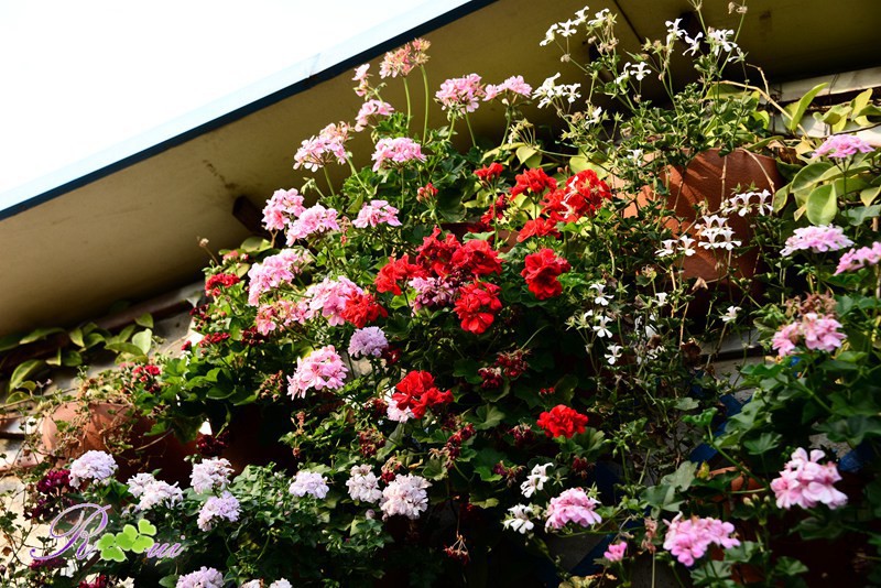 DSC_4905.jpg