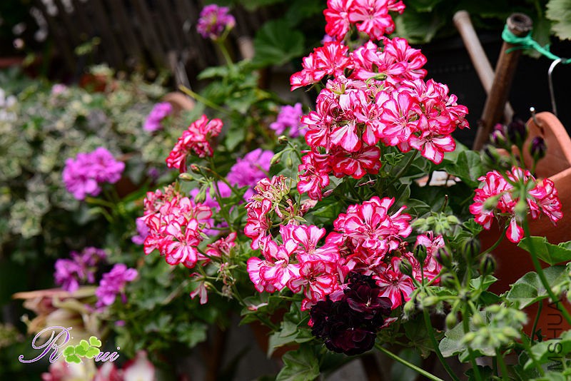 DSC_4988_����.jpg
