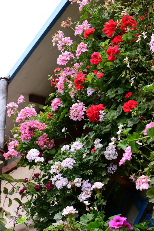 DSC_4989_����.jpg