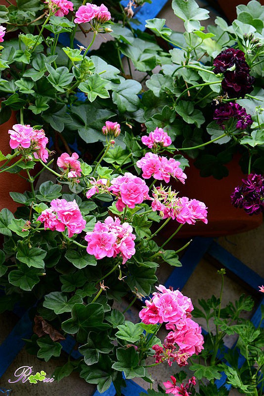 DSC_4990_����.jpg