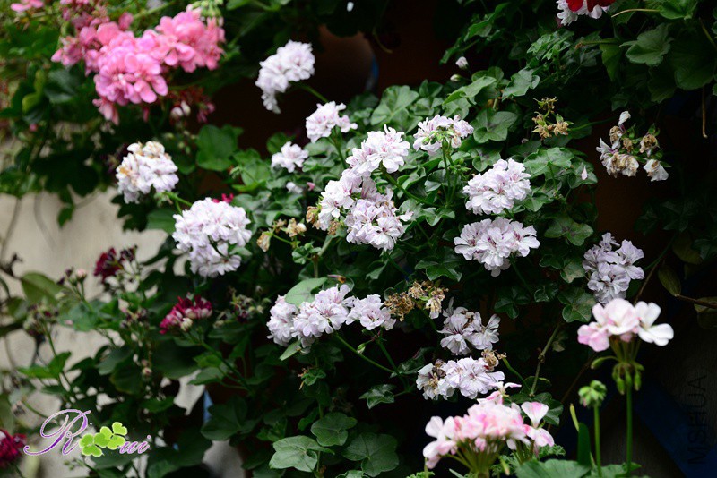 DSC_5144.jpg