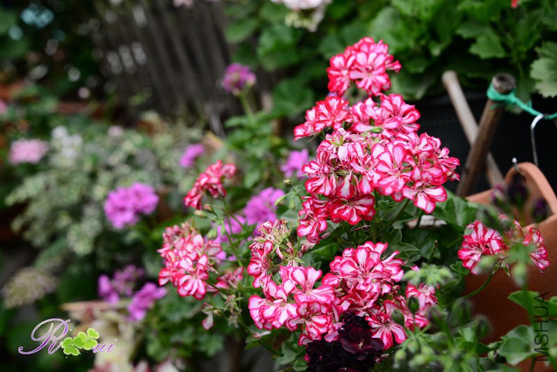 DSC_5043_����.jpg
