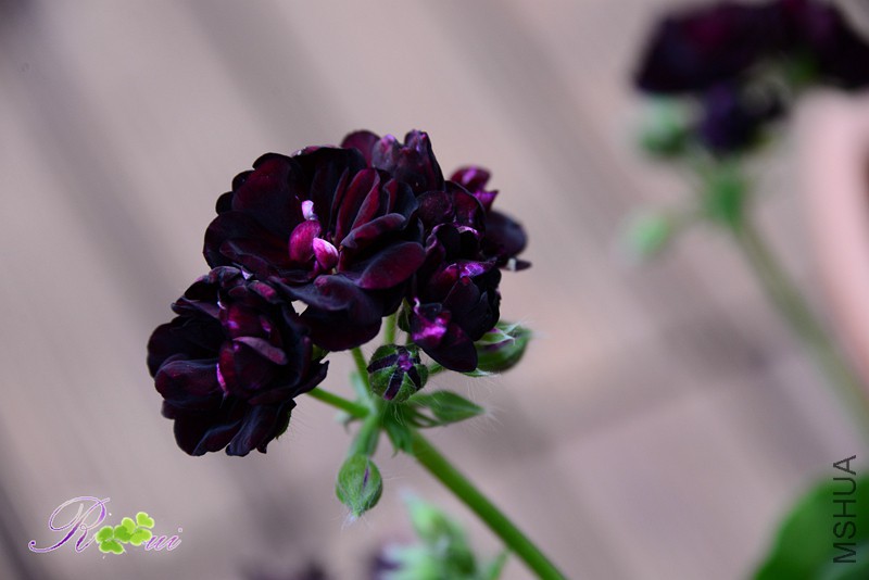 DSC_5197.jpg