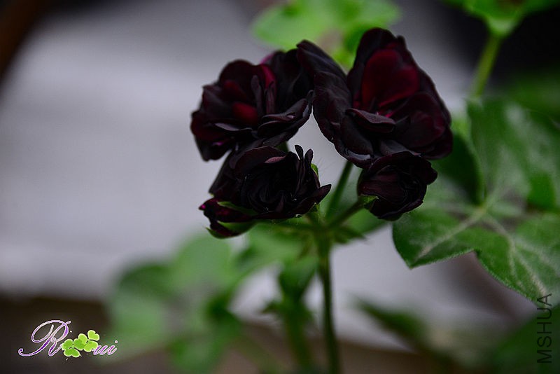 DSC_3843_����.jpg