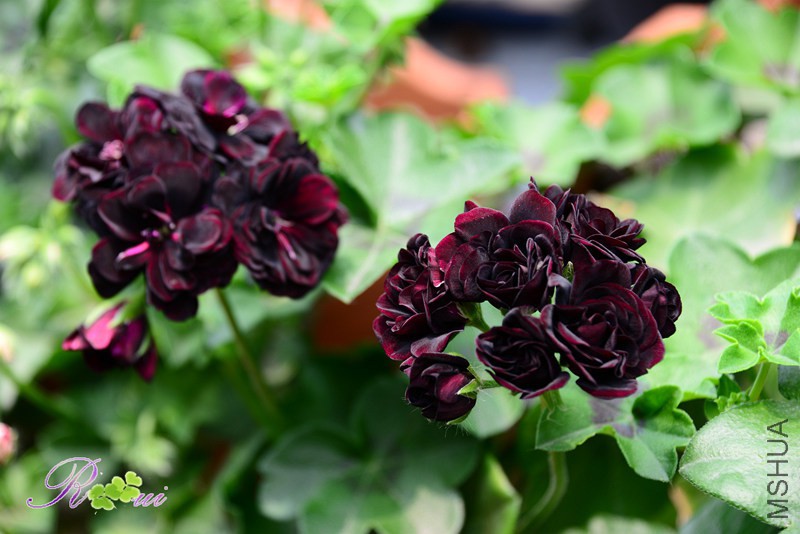 DSC_4046_����.jpg