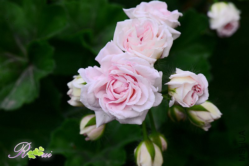 DSC_4691_����.jpg