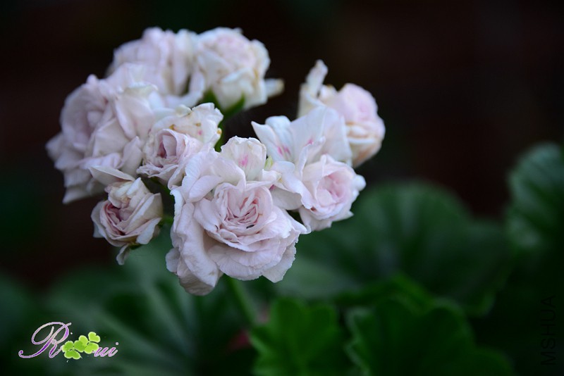 DSC_5154.jpg