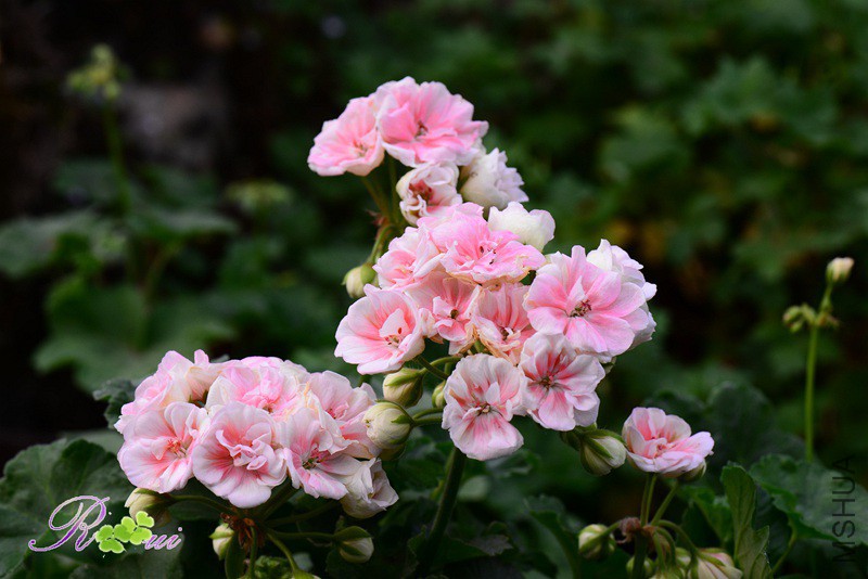 DSC_3572_����.jpg