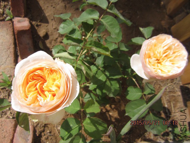 IMG_9028.JPG