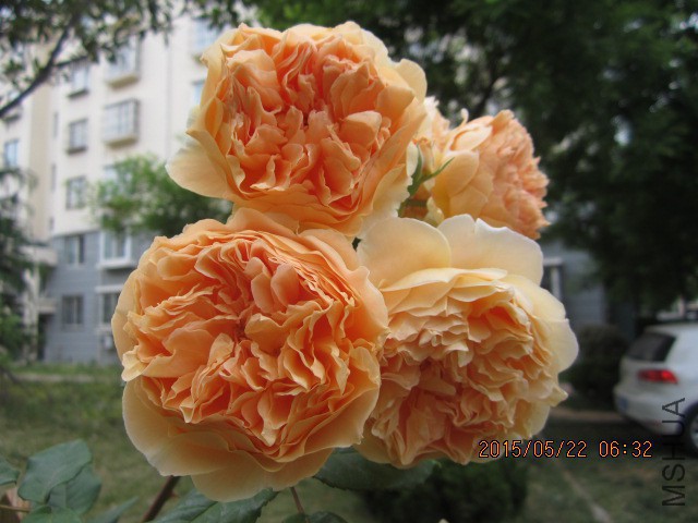 IMG_9115.JPG