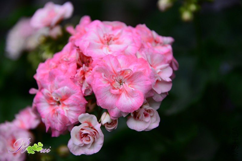 DSC_4054_����.jpg
