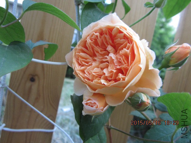 IMG_8903.JPG