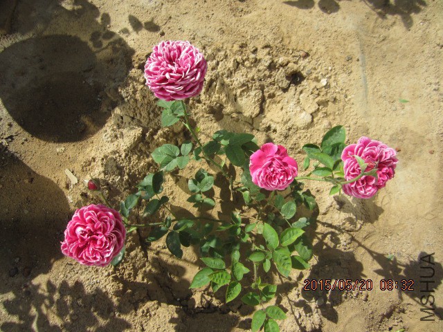 IMG_8969.JPG
