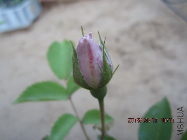 IMG_8907.JPG