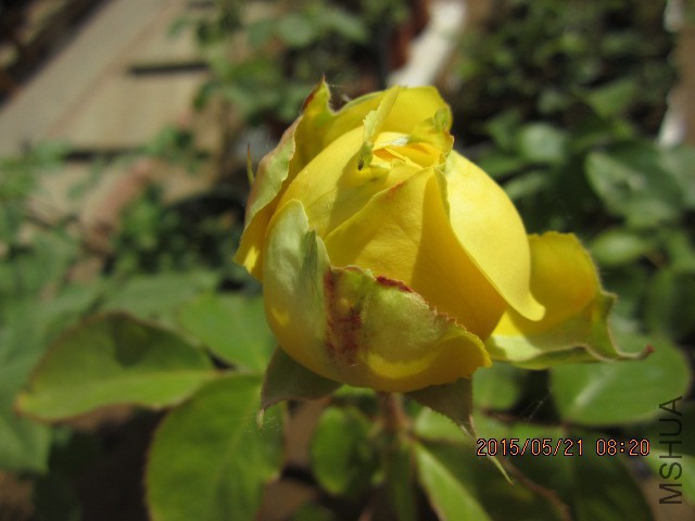 IMG_9045.JPG