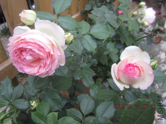 IMG_9105.JPG