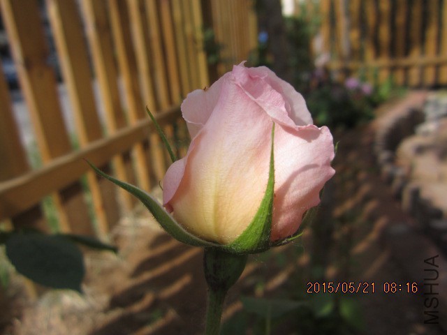 IMG_9021.JPG