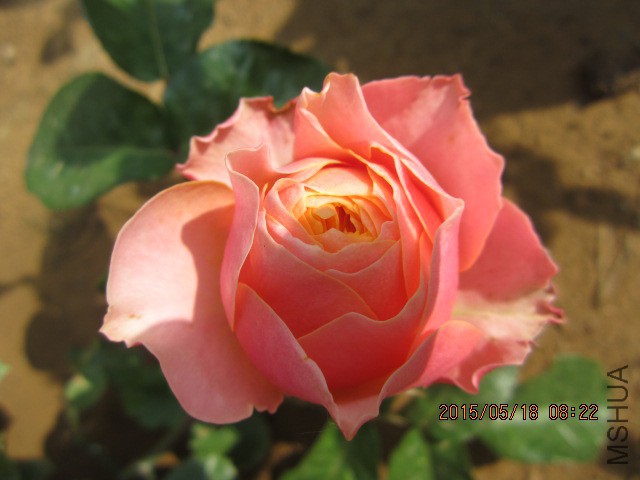 IMG_8957.JPG