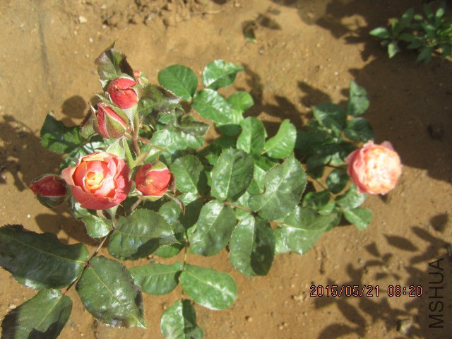 IMG_9043.JPG