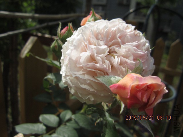 IMG_9039.JPG